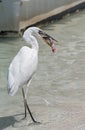 Great Egret Ardea alba eating a fish south of Holbox, Mexico Royalty Free Stock Photo