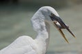 Great Egret Ardea alba eating a fish south of Holbox, Mexico Royalty Free Stock Photo