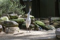 A Great Egret (Ardea alba) enters in Little Blue Penguins ( Eudyptula minor) area Royalty Free Stock Photo