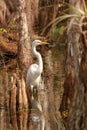 Great Egret (Ardea alba) in Everglades National Park