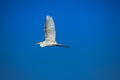 Large white bird flying. Great Egret ardea alba Royalty Free Stock Photo