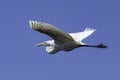 A great egret, Ardea alba, flies over the Grand River in Grand Haven, Michigan