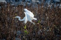 Great EgretArdea alba in flight Kerkini lake,Greece, Europe Royalty Free Stock Photo