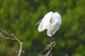 Great Egret (Ardea alba) in flight Royalty Free Stock Photo