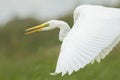 Great egret Ardea alba in flight Royalty Free Stock Photo