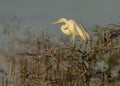 Great egret Ardea alba, Florida Royalty Free Stock Photo