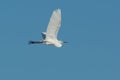 Great Egret - Ardea alba Royalty Free Stock Photo