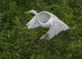 Great egret Ardea alba flying with nesting material Royalty Free Stock Photo