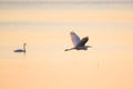 The great egret Ardea alba flying over lake, during sunset. Royalty Free Stock Photo