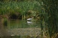 Great egret Ardea alba