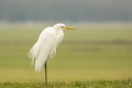 Great egret Ardea alba hunting and fishing Royalty Free Stock Photo