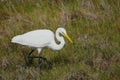 Great Egret wading in a marsh and caught a fish