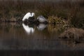 White Great Egret Ardea alba on a lake, Egret Reflection on Water Royalty Free Stock Photo