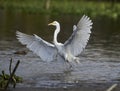 Great Egret Ardea alba landing on edge of Lake Royalty Free Stock Photo