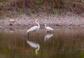 Great Egret Ardea alba and Little egret egretta garzetta searching for fishes in little pond