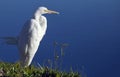 Great egret Ardea alba Royalty Free Stock Photo