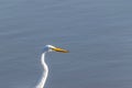 Great egret Ardea alba looking out over the water at Edwin B. Forsythe National Wildlife Refuge, New Jersey, USA