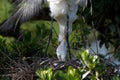 Great Egret, Ardea alba Royalty Free Stock Photo