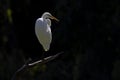 A great egret perced and preening on a branch in a park in front of a dark background in California. Royalty Free Stock Photo
