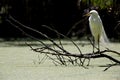 A great egret perched in breeding plumage on a branch above water in California. Royalty Free Stock Photo