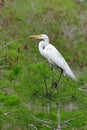 Great Egret, Ardea alba, perched on Cypress Tree in Everglades National Park. Royalty Free Stock Photo