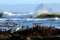 Great Egret Ardea alba in rocky intertidal habitat, near Morro Bay, California, USA