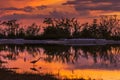 Great Egret silhouetted in a lagoon at sunset - Est Royalty Free Stock Photo