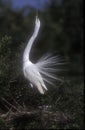 Great egret, Ardea alba, Royalty Free Stock Photo