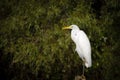 Great egret (Ardea alba)