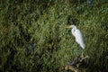 Great egret (Ardea alba)