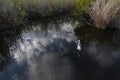 Great Egret in Everglades National Park. Royalty Free Stock Photo