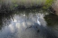 Great Egret in Everglades National Park. Royalty Free Stock Photo