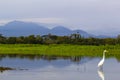 Great egret - Ardea alba - view to volcanos