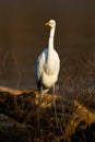 Great egret walking on fallen tree in vertical shot Royalty Free Stock Photo