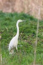 Great Egret Ardea alba Great White Egret, Common Egret Royalty Free Stock Photo
