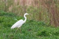 Great Egret Ardea alba Great White Egret, Common Egret Royalty Free Stock Photo