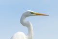 Great Egret Ardea alba Great White Egret, Common Egret Royalty Free Stock Photo