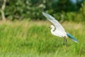 Great Egret Ardea alba Great White Egret, Common Egret Royalty Free Stock Photo