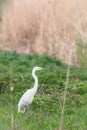 Great Egret Ardea alba Great White Egret, Common Egret Royalty Free Stock Photo