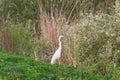 Great Egret Ardea alba Great White Egret, Common Egret Royalty Free Stock Photo