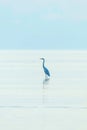 Great Egret Ardea alba Great White Egret, Common Egret Royalty Free Stock Photo