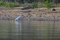Great Egret Ardea alba Great White Egret, Common Egret Royalty Free Stock Photo