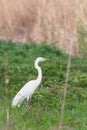 Great Egret Ardea alba Great White Egret, Common Egret Royalty Free Stock Photo
