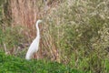 Great Egret Ardea alba Great White Egret, Common Egret Royalty Free Stock Photo