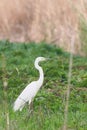 Great Egret Ardea alba Great White Egret, Common Egret Royalty Free Stock Photo