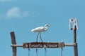 Great Egret Ardea alba on a wooden frame, holbox, mexico
