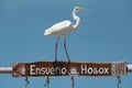 Great Egret Ardea alba on a wooden frame, holbox, mexico