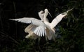 The Great Egret babies playing in the nest Royalty Free Stock Photo