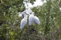 3 Great Egret Babies Royalty Free Stock Photo