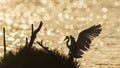 Great egret backlit in sunrise, Sri Lanka